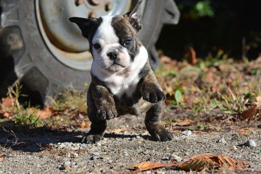 english bulldog puppy outdoors  running towards viewer