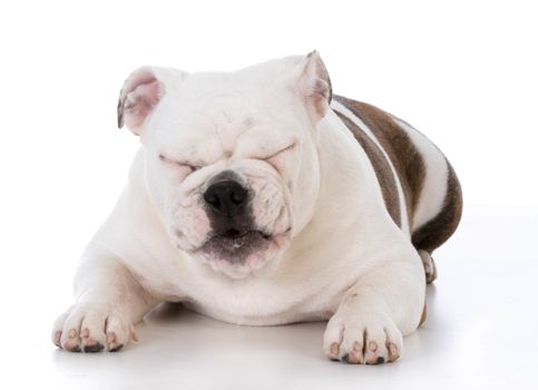 bulldog puppy laughing with silly expression on white background
