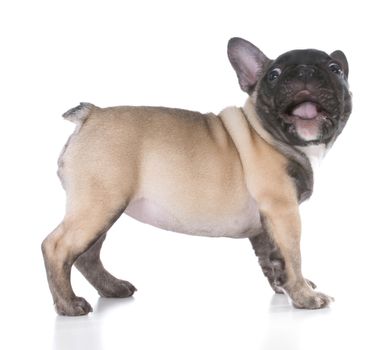 naughty french bulldog puppy on white background