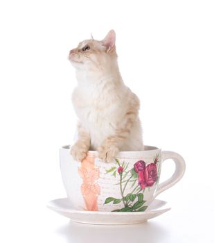 kitten in a teacup on white background