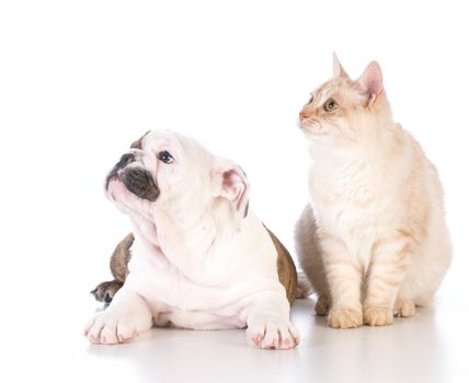 dog and cat isolated on white background