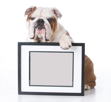 bulldog holding picture frame with room for copyspace on white background