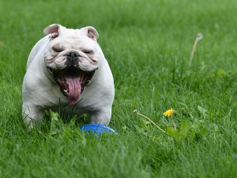 happy bulldog outside in the grass with silly expression