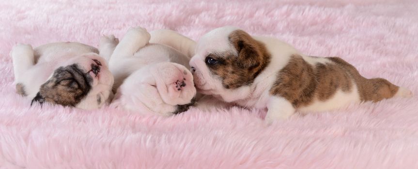 litter of puppies - three week old bulldog puppies on pink background