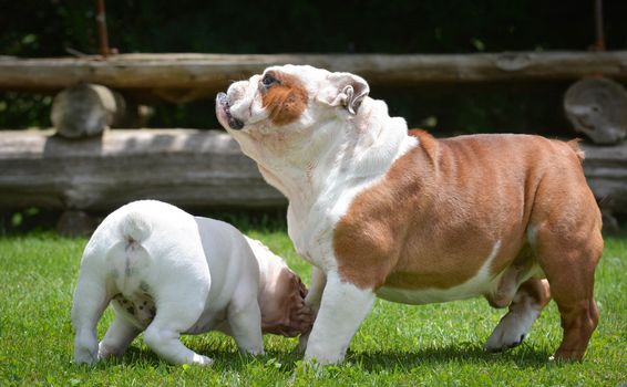 puppy and adult dog playing outside - bulldog puppy 3 months and adult 6 years