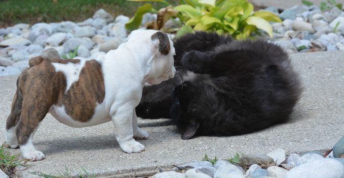 bulldog puppy playing with cat outside
