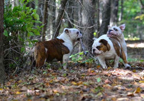 three bulldogs playing outside in the woods in autumn
