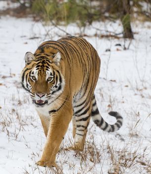 A Bengal Tiger in a snowy Forest hunting for prey.