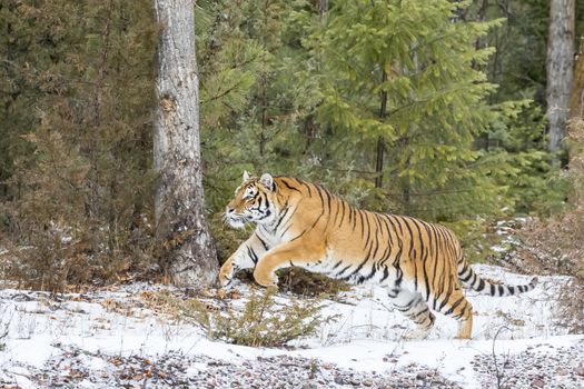 A Bengal Tiger in a snowy Forest hunting for prey.