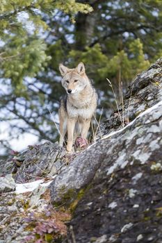 A Coyote searches for a meal in the snowy mountains of Montana.