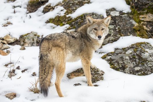 A Coyote searches for a meal in the snowy mountains of Montana.