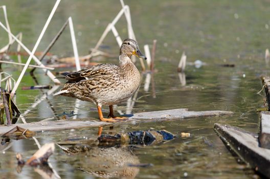 Wild ducks in the spring, the city is littered with ponds.