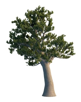 3D rendering pine tree isolated on white background