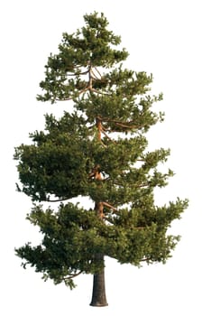 3D rendering pine tree isolated on white background