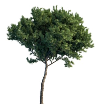 3D rendering pine tree isolated on white background