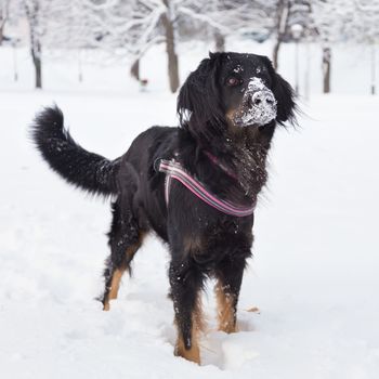 A beautiful dark brown dog playing outside in cold winter snow