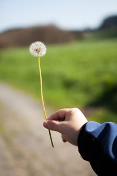 Dandelion subject with a hand on a foreign background in the field