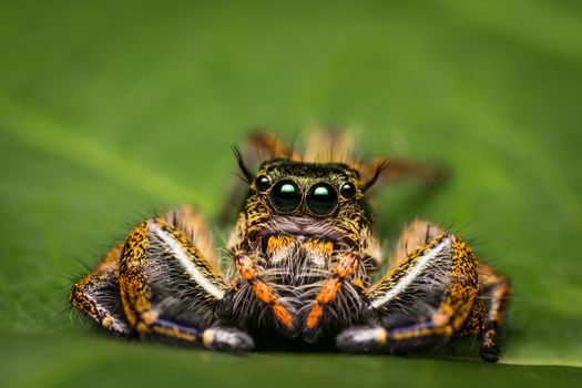 Macro of jumping spider on green leaf.