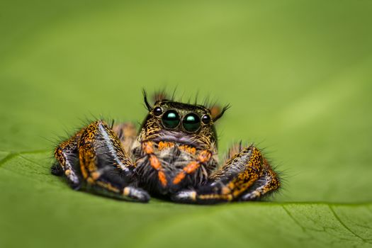 Macro of jumping spider on green leaf.