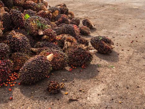 Palm Oil Fruits on the floor at Thailand.