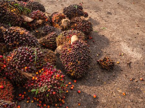 Palm Oil Fruits on the floor at Thailand.