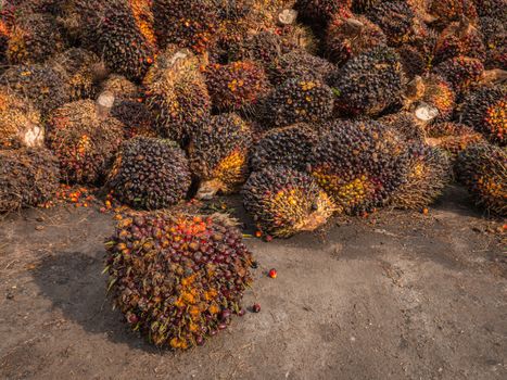 Palm Oil Fruits on the floor at Thailand.