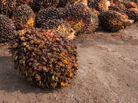 Palm Oil Fruits on the floor at Thailand.