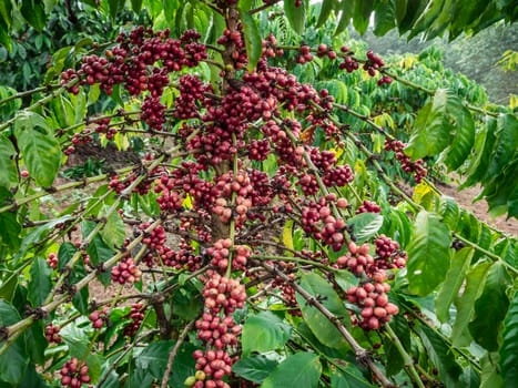 pure red bunch of coffee seeds in a plantation almost nearing harvesting.