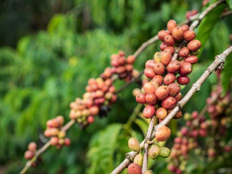 Coffee seeds in a plantation, Chumphon province, Thailand.