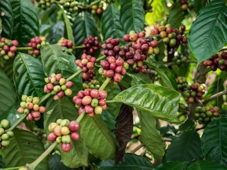 Coffee seeds in a plantation, Chumphon province, Thailand.