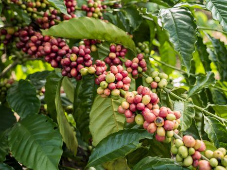 Coffee seeds in a plantation, Chumphon province, Thailand.