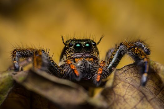 Macro of jumping spider on dry leaf.