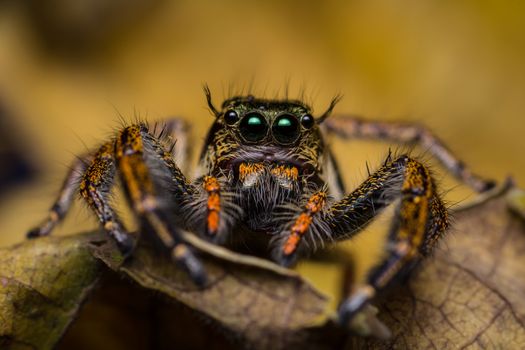 Macro of jumping spider on dry leaf.