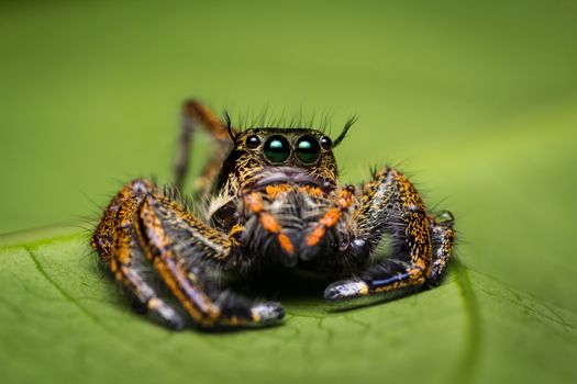 Macro of jumping spider on green leaf.