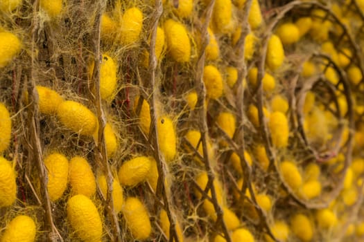 group of silk worm cocoons in nests.