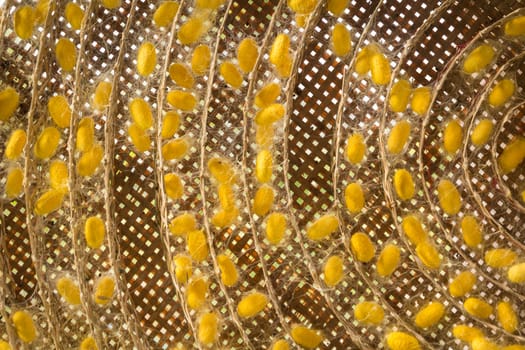 group of silk worm cocoons in nests.