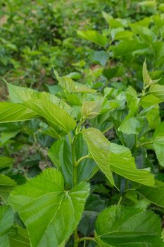 Mulberry leaf tree at field, for feed silkworm.