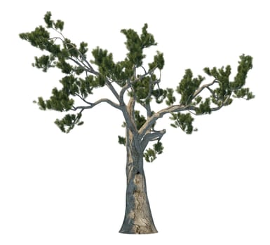 3D rendering pine tree isolated on white background