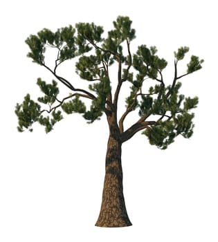 3D rendering pine tree isolated on white background