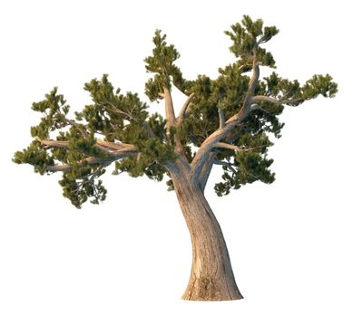 3D rendering pine tree isolated on white background