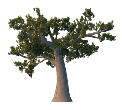 3D rendering pine tree isolated on white background