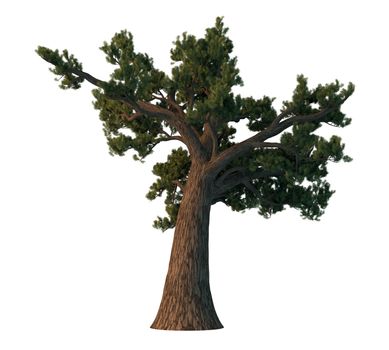 3D rendering pine tree isolated on white background