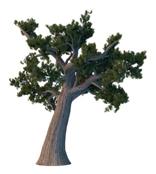 3D rendering pine tree isolated on white background