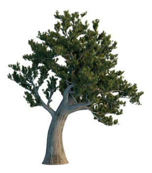 3D rendering pine tree isolated on white background