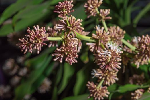 Flowers of Dracaena fragrans