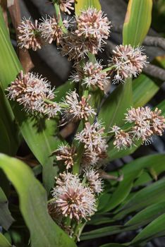 Flowers of Dracaena fragrans are blossom