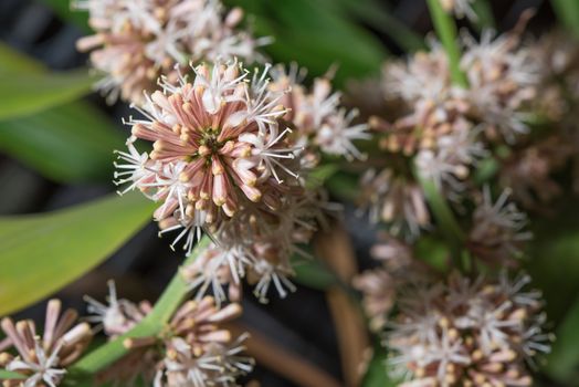 Flowers of Dracaena fragrans are blossom