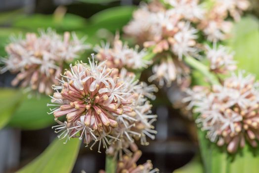 Flowers of Dracaena fragrans are blossom