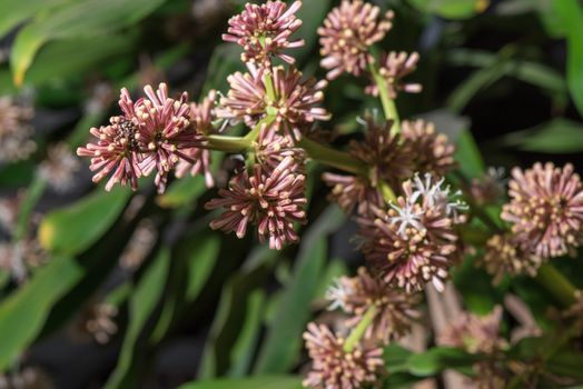 Flowers of Dracaena fragrans