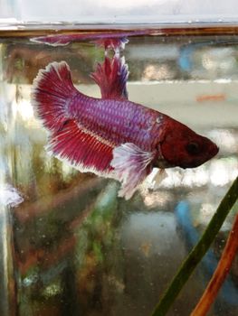 Colorful of Siamese Fighting Fish in the Bottle